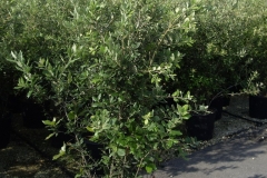 Quercus ilex 